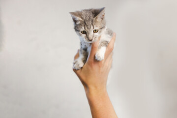 A hand holding up a cute gray and white kitten adopted on a white studio background