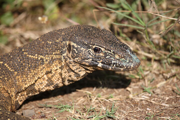 Nilwaran / Nile monitor / Varanus niloticus