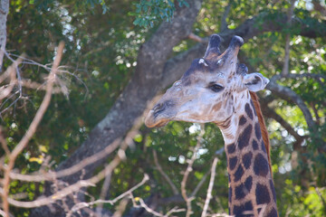 Obraz premium Giraffe / Giraffe / Giraffa camelopardalis
