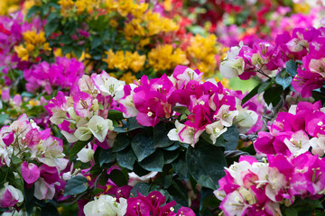 confetti, woody plant, shrub or tree with thorns