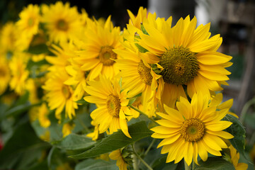 September 27, 2023: women in Long An province, Vietnam are harvesting water lilies in the fields