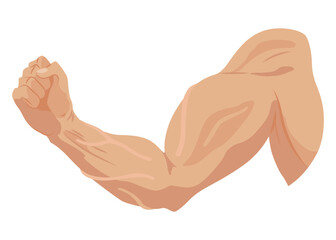 Male biceps muscles icons set. Sportsman arm with strong biceps. Vector symbol of healthy power. Athletic body with tense muscles hand isolated onwhite background