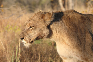 Afrikanischer Löwe / African lion / Panthera leo.