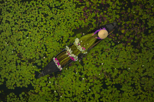September 27, 2023: women in Long An province, Vietnam are harvesting water lilies in the fields