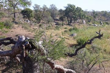 Afrikanischer Busch - Krügerpark / African Bush - Kruger Park /