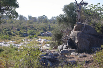 Afrikanischer Busch - Krügerpark / African Bush - Kruger Park /