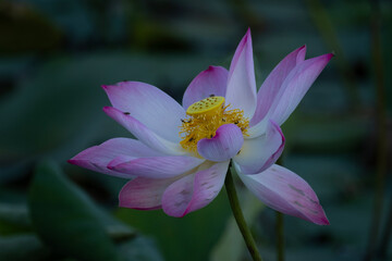 lotus, the national flower of Vietnam