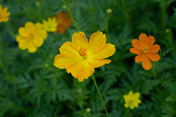 Beautiful flowers in Ho Chi Minh City Park, Vietnam