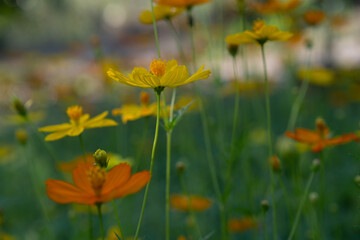 Obraz premium Beautiful flowers in Ho Chi Minh City Park, Vietnam
