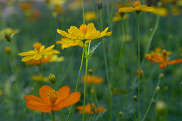 Obraz premium Beautiful flowers in Ho Chi Minh City Park, Vietnam