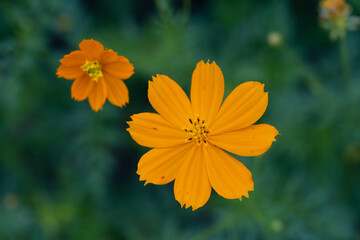 Beautiful flowers in Ho Chi Minh City Park, Vietnam