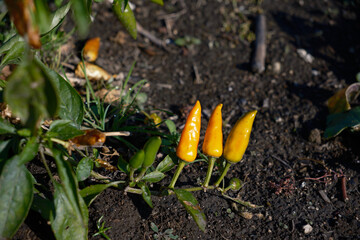 黄色の観賞用トウガラシ