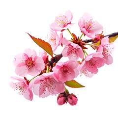 Beautiful sakura blossoms falling on white background. Spring season, Cherry Blossom flower isolated on transparent background, Pink cherry blossoms on white backround, 