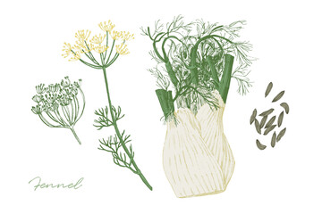 Vintage illustration of fennel herb with fruits and flowers. Hand drawn botanical illustration