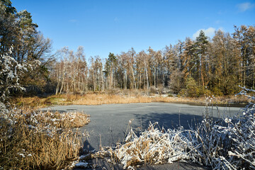 snow-covered reeds and trees on the shore of a lake in the forest