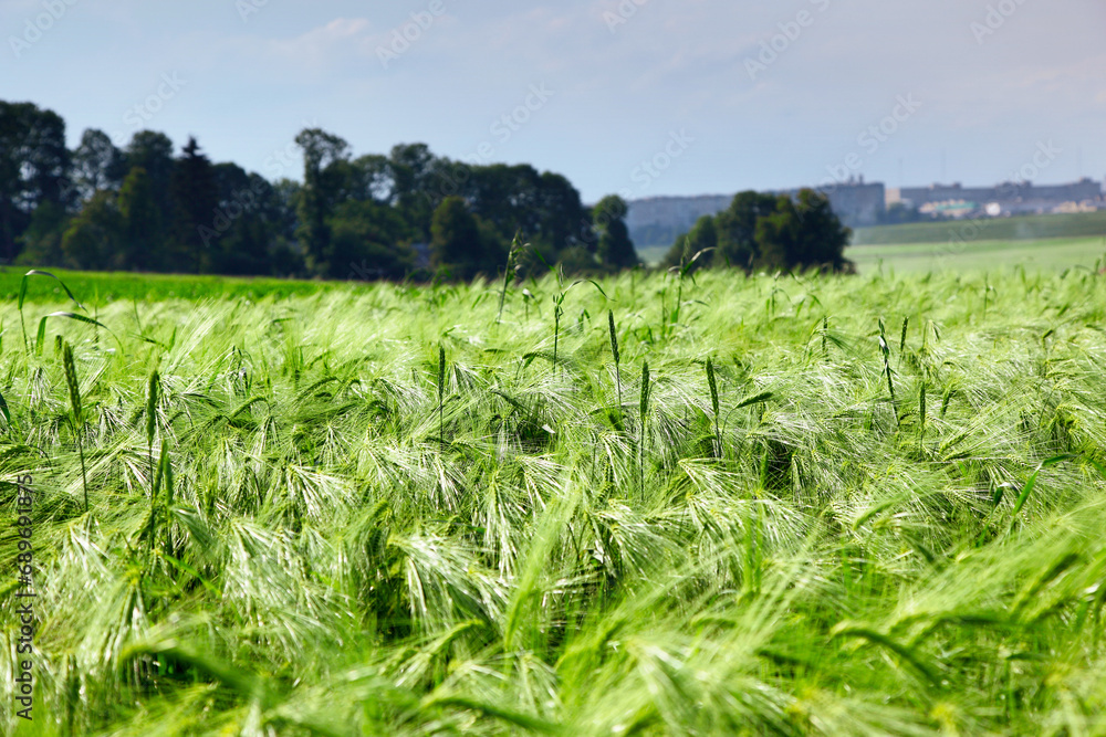 Canvas Prints wheat field