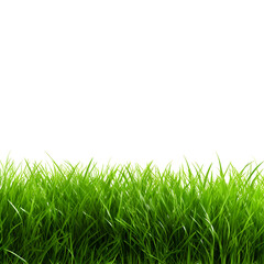 Obraz premium Grass isolated on transparent background
