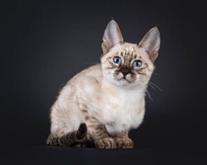 Mink F6 Savannah cat kitten, laying down. Looking straight to camera with blue eyes. Isolated on a black background.