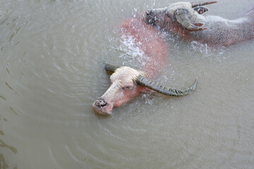 Buffalo swimming in the pond, countryside in Thailand.