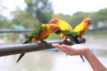 Close-up hand holding sunflower seeds feeding macaw bird animal in zoo.