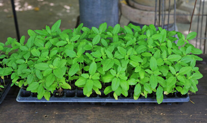Young basil plants seedlings in germination tray. Homegrown organic basil herbs.