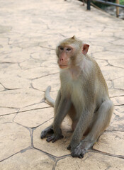 Portrait of cynomolgus monkey sitting on ground.