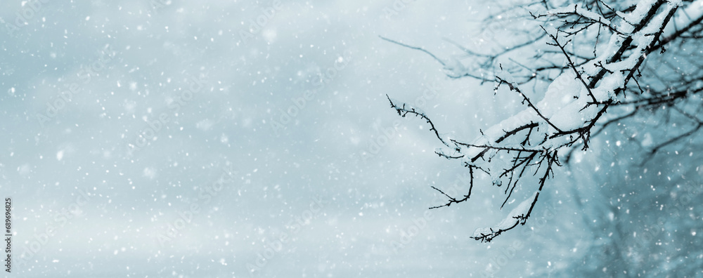 Poster winter background with snow covered tree branch on blurred background during snowfall, copy space