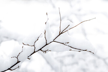 Snow covered tree branch on white snow