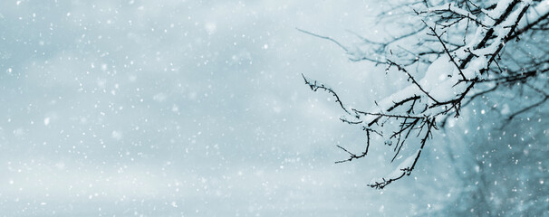 Winter background with snow covered tree branch on blurred background during snowfall, copy space