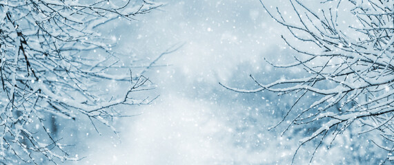 Snow covered tree branches on blurred background during snowfall in forest, winter background