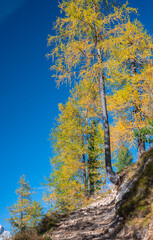 Majestic image of golden larch trees along a steep hiking trail in the Alps