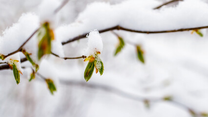 A snow-covered tree branch with young green leaves during spring cooling