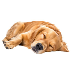 Golden Retriever dog sleep, laying down on floor dog cutout,brown pet,isolated on white and transparent background