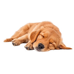 Golden Retriever dog sleep, laying down on floor dog cutout,brown pet,isolated on white and transparent background