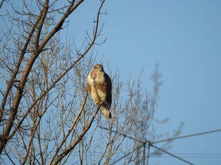 A buzzard sitting on a tree on the blue sky background