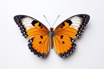A butterfly with orange and black wings on a white background