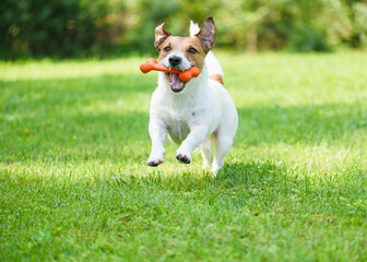 Happy dog holding rubber toy bone in mouth playing outdoors