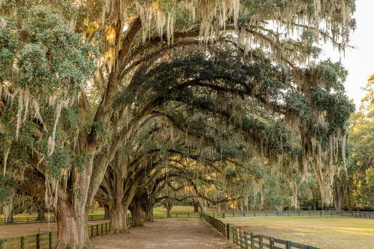 A row of large oak trees with dripping southern moss behind a set of fences on a farm, house, home, plantation at sunset with warm tones