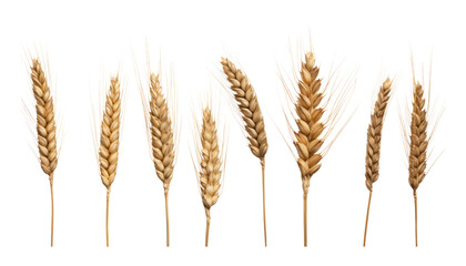 ears of wheat isolated on transparent background cutout