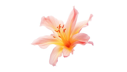 lily isolated on transparent background cutout