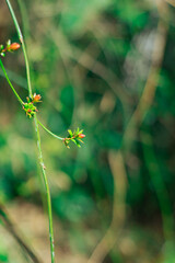 小さなオレンジの実