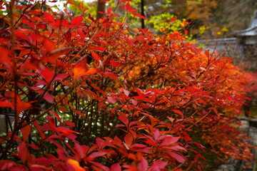 Hasedera Temple and Beautiful Autumn Japanese Garden in Nara, Japan - 日本 奈良 長谷寺 秋の紅葉 ベニカナメモチ