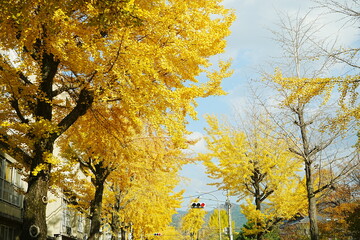 Yellow and Green Gingko tree during autumn, leaf peeping and Image of Autumn in Japan - 日本 奈良 天理 黄色く紅葉した銀杏の葉 日本の秋の景色