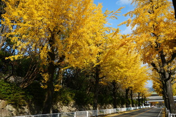 Yellow and Green Gingko Tree during autumn, Leaf Peeping, Autumn in Nara, Japan - 日本 奈良 天理 銀杏並木の紅葉 秋の景色
