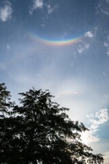 Colorful reversed rainbow above the silhouette of a tree. Optical phenomenon called circumzenithal...