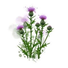 thorn, burdock, thistle, watercolor, png, digital download, flowering thorn, weed, sublimation design, print, carduus acanthoides