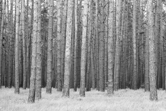 Black and white photo of beautiful pine trees in autumn forest