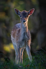 Young Fallow deer (Dama dama) in a dark forest. Amsterdamse Waterleidingduinen in the Netherlands....