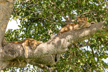 Juvenile lions sleeping in a tree. The Ishasha area of Queen Elizabeth National Park is famed for the tree climbing lions, who climb to escape heat and insects, and have a clear vantage point. Uganda - 689706681