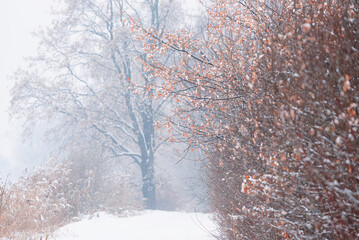 Zimowy krajobraz, okolice Wisły Czechowice Dziedzice, staw Kopalniak Polska  © Elżbieta Kaps